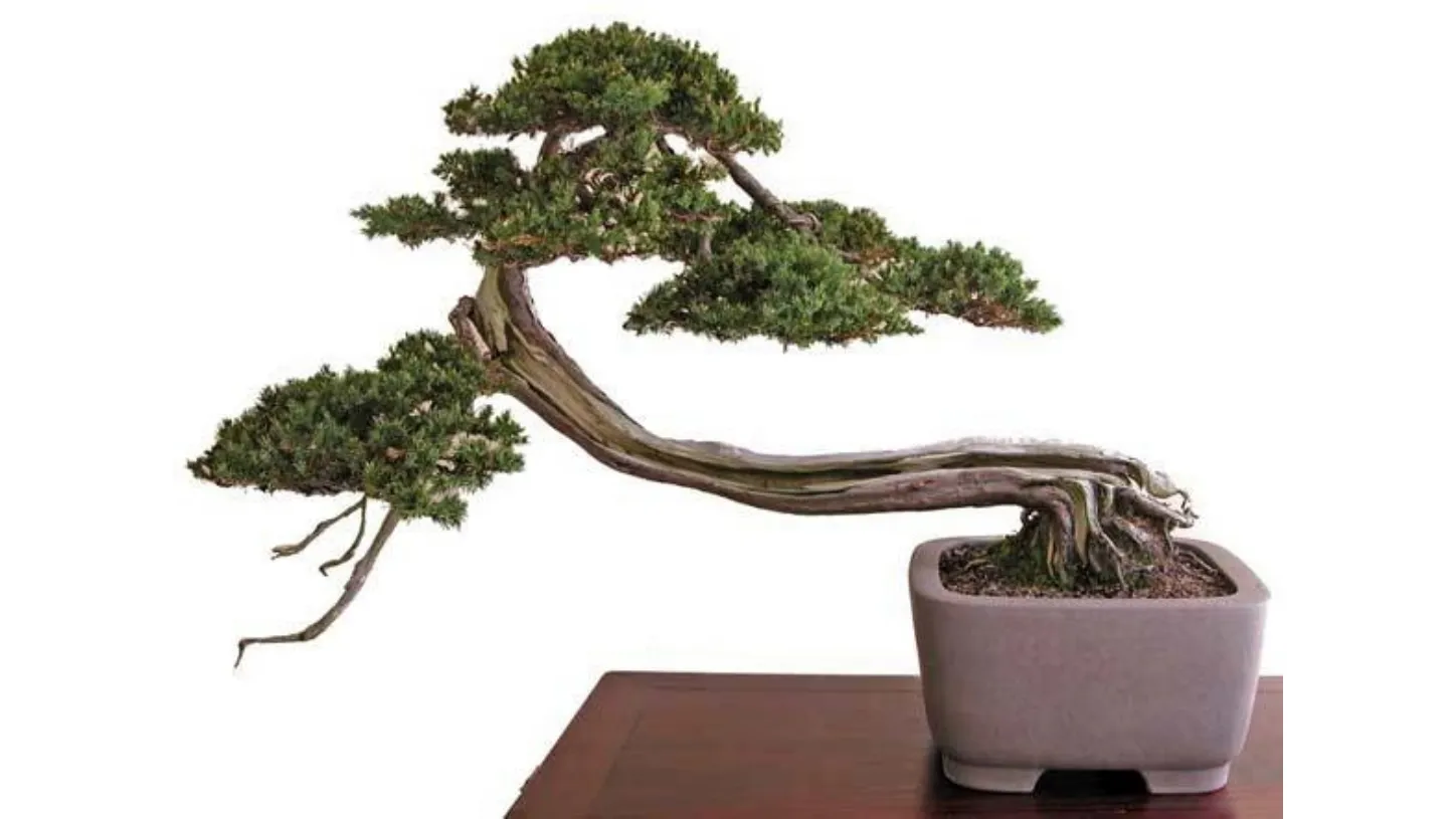 bonsai
