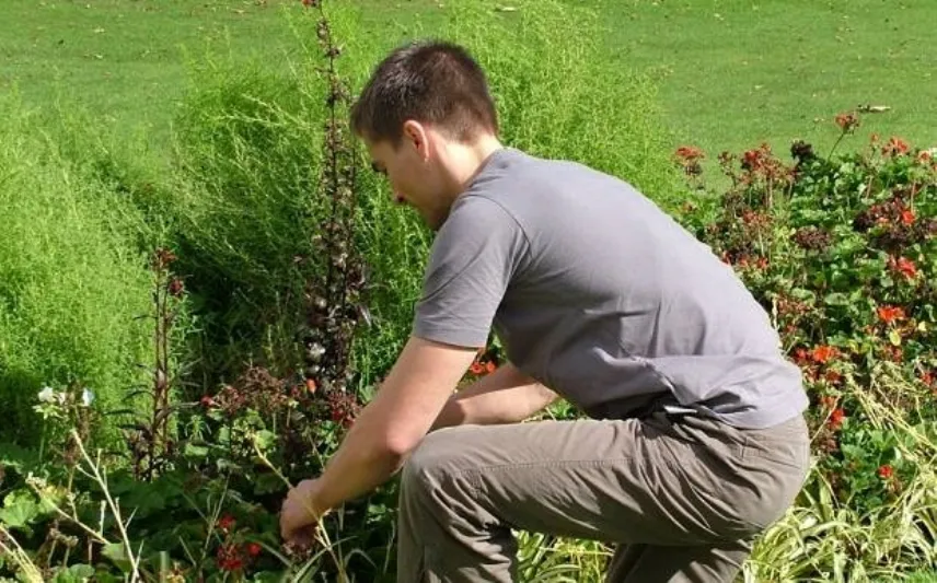 giardino