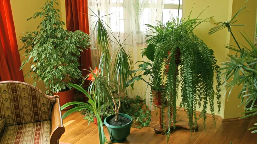 Piante raggruppate in zona poco esposta al sole