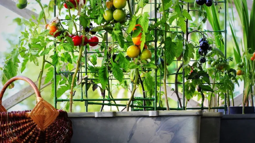 Orto sul terrazzo di casa