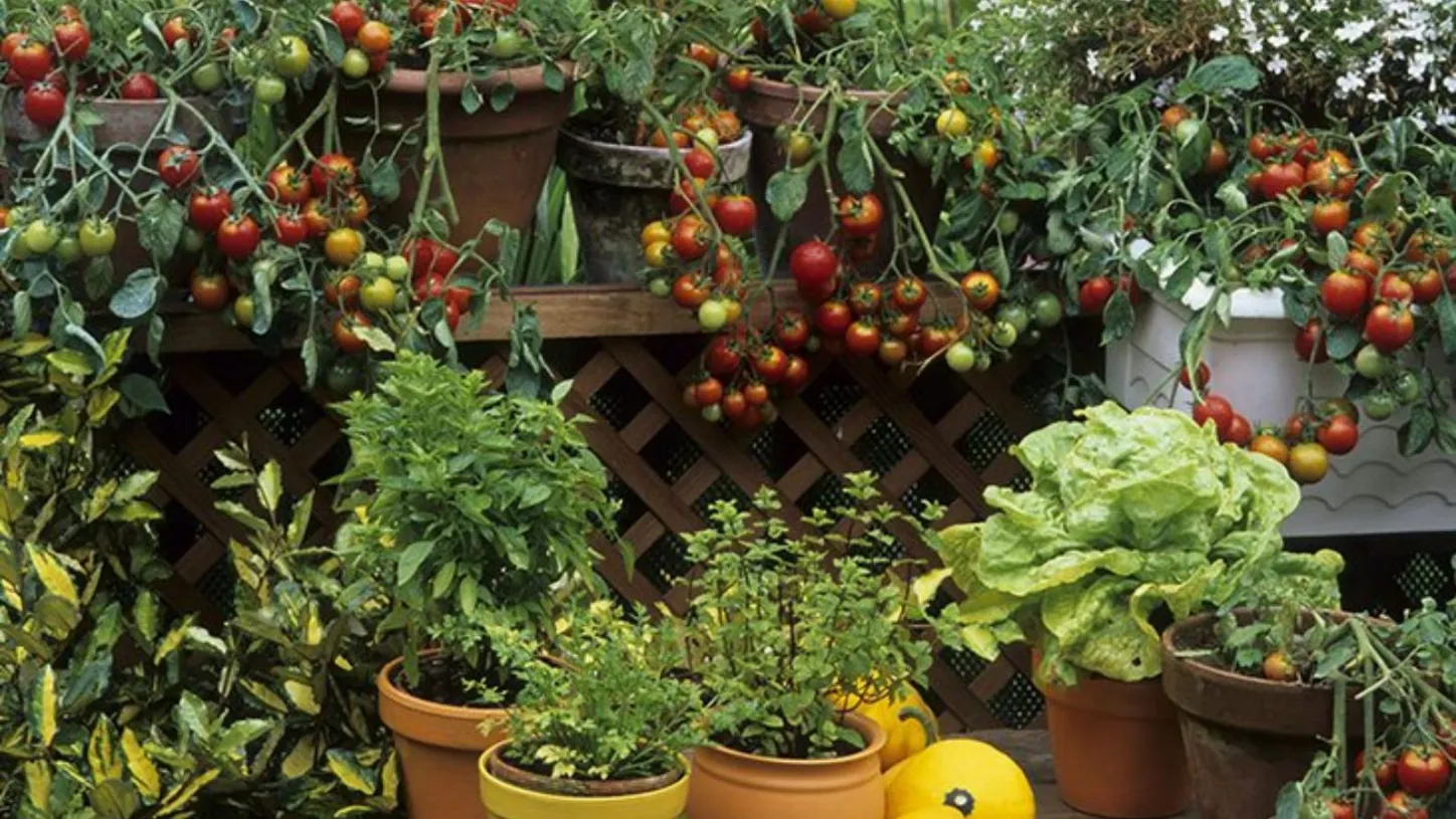 Progettare un orto sul terrazzo