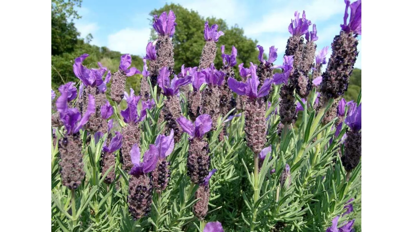 lavanda