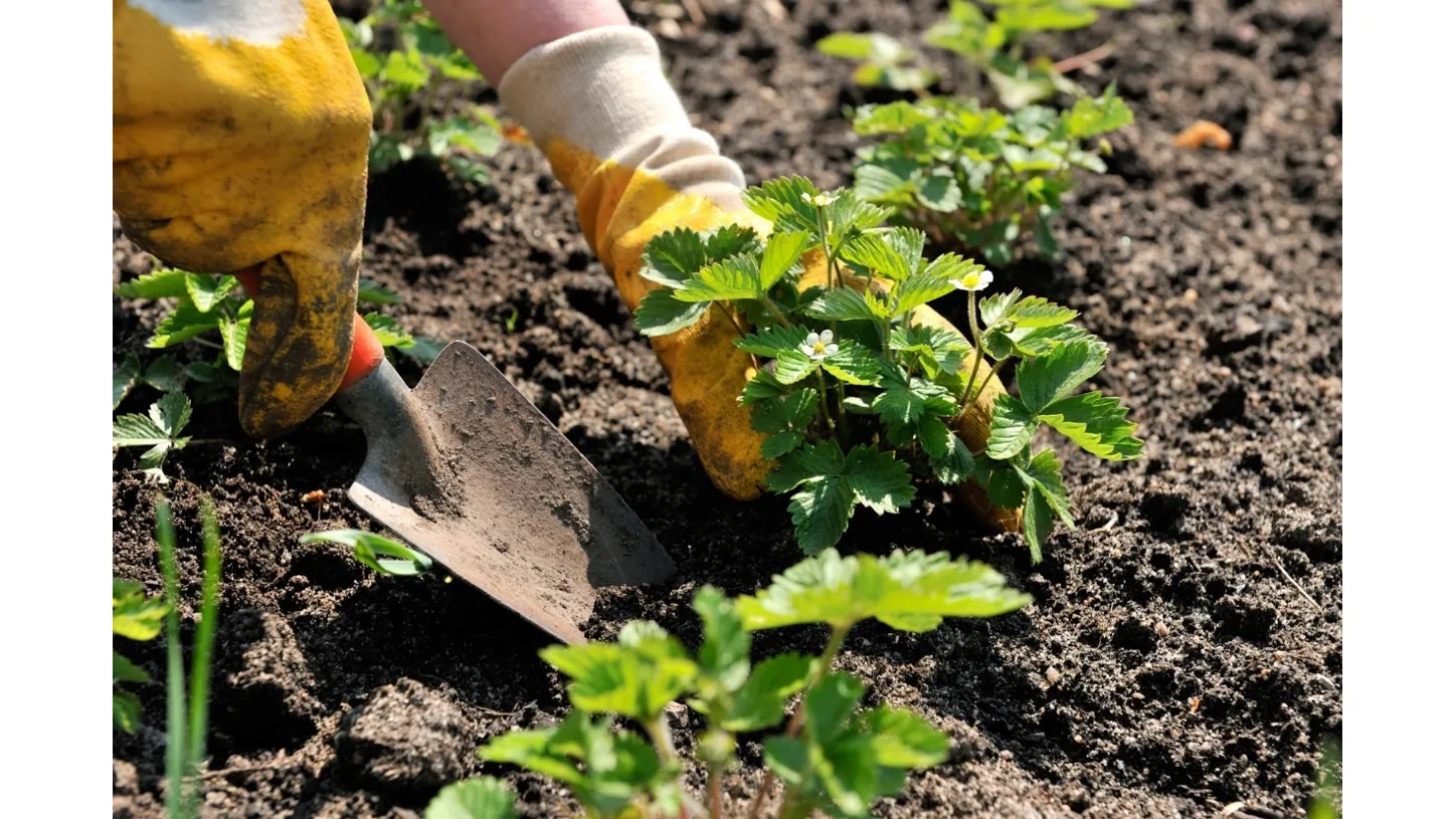 Bonus verde 2018 Legge di Bilancio